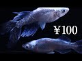 100円で高級メダカは購入できる？【#45】