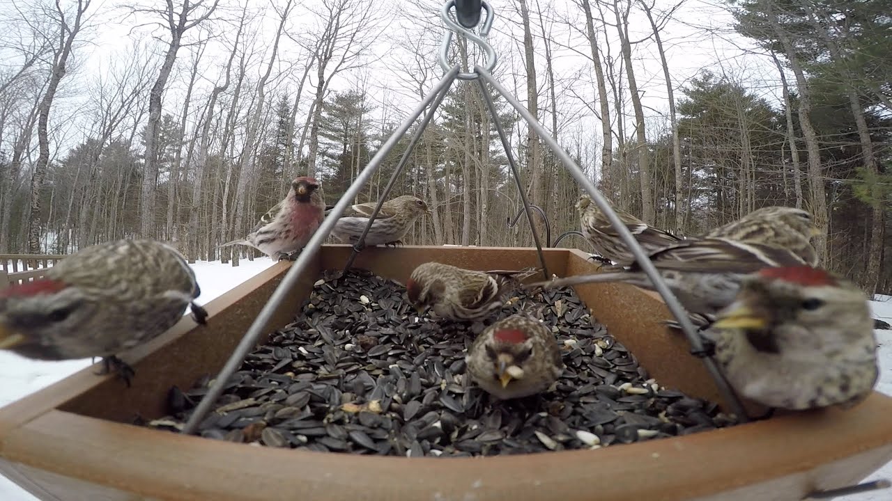 bird-feeder-gopro-winter-birds-youtube