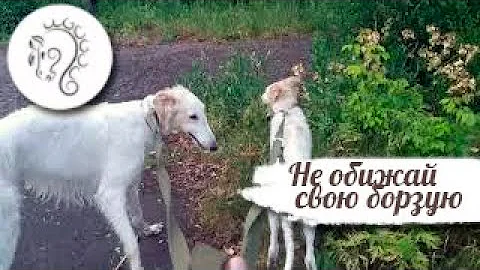 Борзые. Характер, почему нельзя обижать борзых