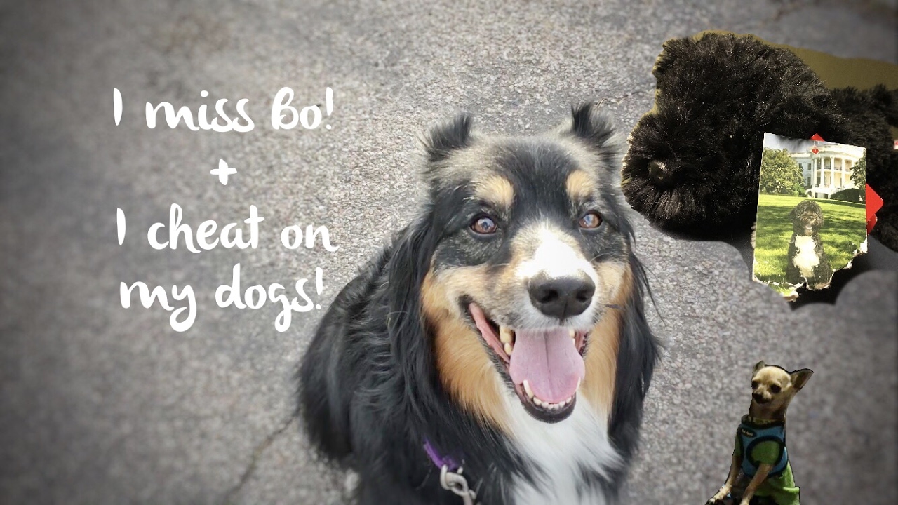 Dog friendly Tucson restaurant review, walkies and missing Bo Obama