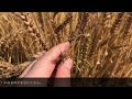 秋山農園　2020.5の六条大麦、中力粉（農林61号）、強力粉（ゆめちから）などの畑