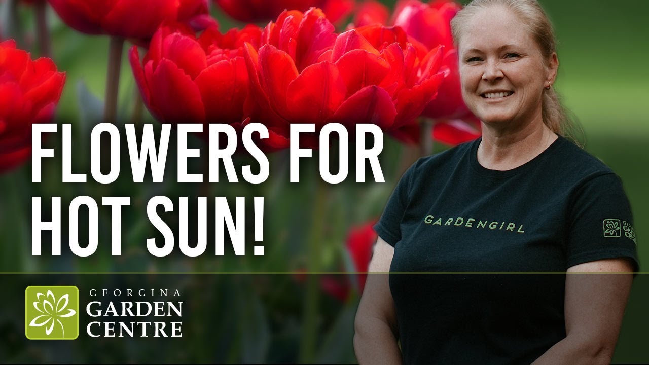 What flowers do well in hot sun? YouTube
