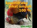 Suara Pikat Ayam Hutan Betina Minta KAWIN 100% ampuh