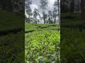 Beautiful Ooty tea plantation
