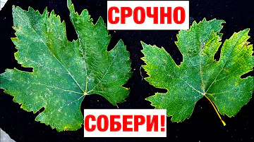 ИСЦЕЛЯЕТ СОТНИ БОЛЕЗНЕЙ! ПОЛЬЗА ЛИСТЬЕВ ВИНОГРАДА! СОБЕРИ  И НАСУШИ НА ЗИМУ
