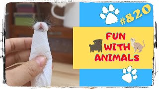 Funny Video 😍 Fun with Animals 🐶 Funny Animals 🐱 (Смешные Животные) - 820