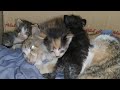 Mother Cat And Her Cute Kittens Going To Vet For Medical Treatment