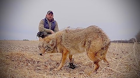 I’ve Caught over 1,000 COYOTES Using These Two Sets