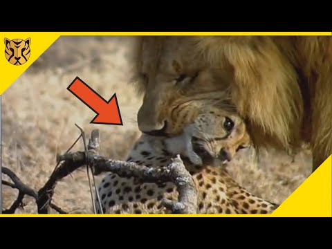 Video: Adakah singa aphid menggigit manusia?