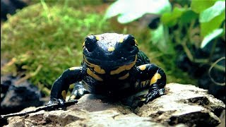 (Fire) Salamander Terrarium Setup || Terrarium für Feuersalamander & andere Amphibien