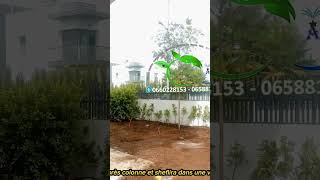 Plantation Des Cyprès Colonne Et Sheflira Dans Une Villa À Ville Vert Boskoura Casablanca.