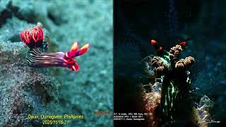 Dauin, Dumaguete, TG7, Backscatter MF3, OS-1, UCL-165, UCL-67, 2026/07