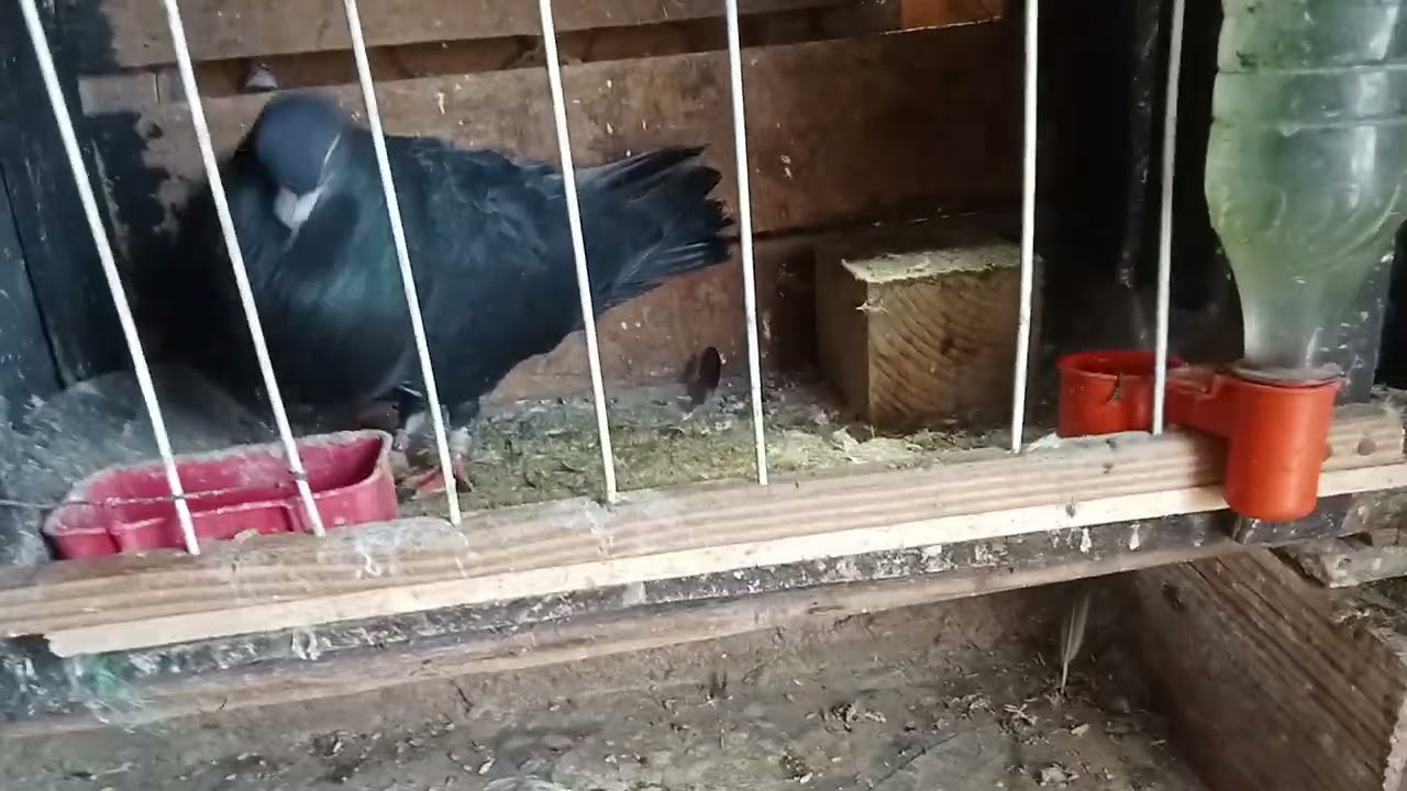 #pigeon #سيفيانوس 