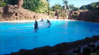Delfiny - Loro Park - Teneryfa