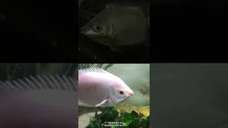 Fish with a Habit of Kissing Each Other | Kissing Gourami