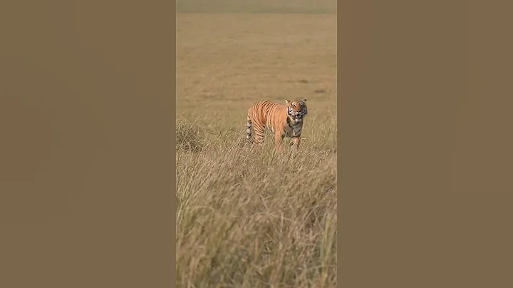 When Tiger spots you in Dhikala 🐯🐯 #shorts #viral #trending