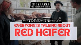 Red Heifer? We went to check if the ceremony in soon| Featuring @TheIsraelGuys