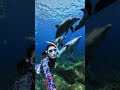 GoPro | Close Encounter with a Dolphin Pod 🎬 Sayaka Muramoto #Shorts