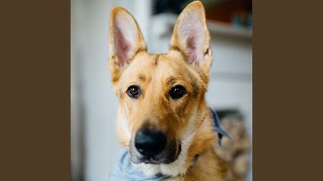 Mysterious Backdrops for Rewarding Your Dog