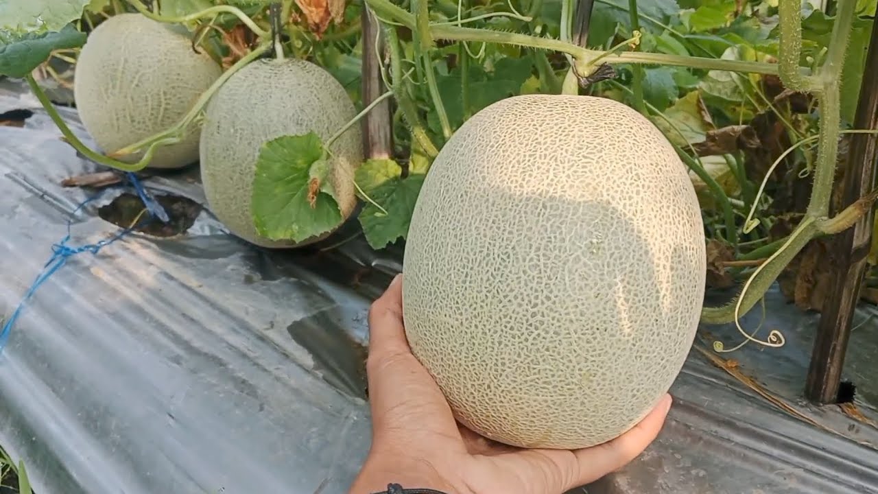 NET MELON ORANYE SEMAKIN RAPAT ⁉️