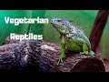 TOP 5 Vegetarian Reptiles | No Bugs, No Rodents, No Problem