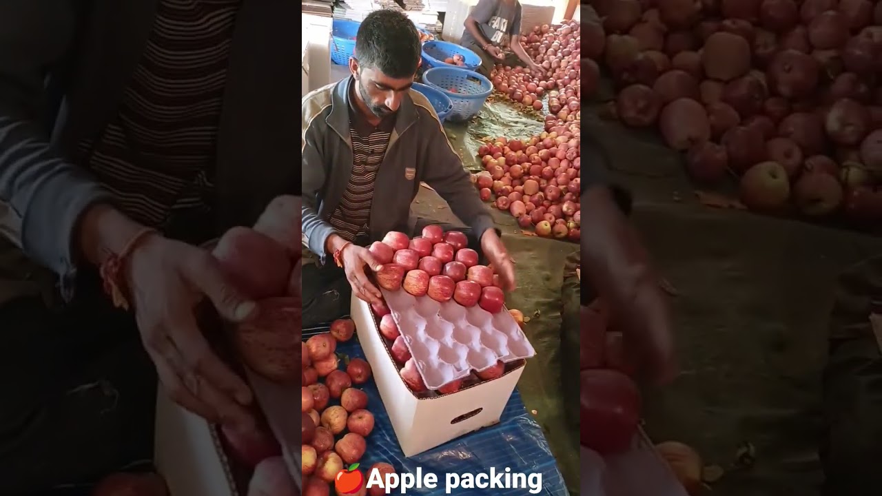 🍎Royal Apple Packing || Himachali Apple 🍎 || Apple Farming||