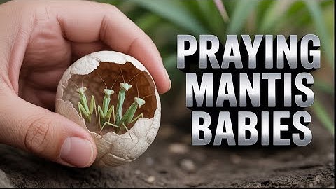 Praying Mantis Egg Case Opens | Nature