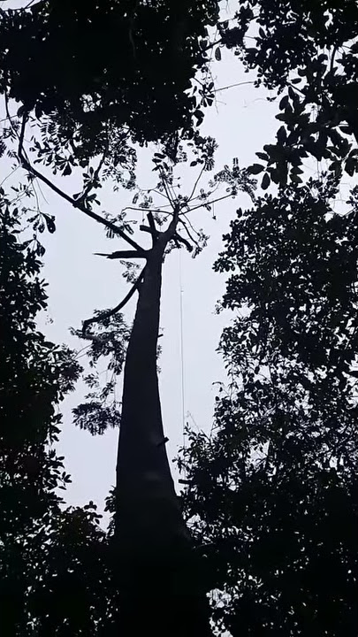 Nangkap burung caling(2)