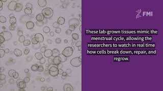 Lab-grown uterus models reveal secrets of menstrual regeneration