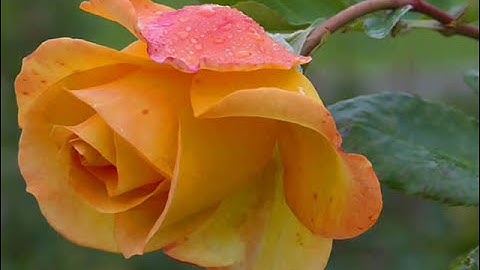 Thumbnail of The Inspirations   A Rose Among The Thorns