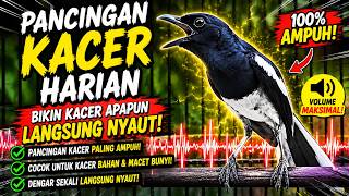 Suara Burung Kacer Gacor Ngeplong Tarung Terampuh Buat Pancingan Kacer Agar Cepat EMOSI