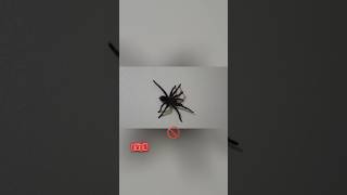 Spider Silk Is STRONGER Than Steel? 🤯🕷️ #shorts#facts