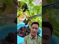 Limbu Lhanale Sarirma Blod Safa Hunchha Fruit Nature Food Agriculture Farming Youtubeshorts