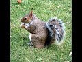 10 Squirrel Facts You Didn't Know Before