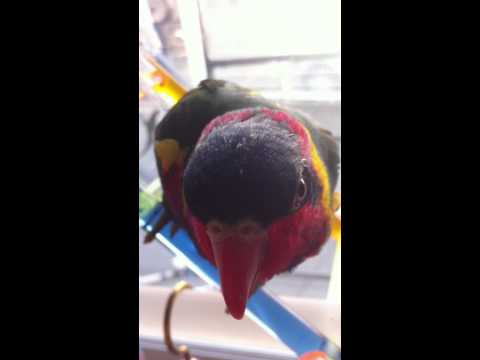 ズグロゴシキ・コアズツリー