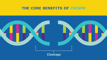 Visualize Your CRISPR Transfection with Cas9-GFP Protein