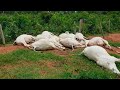 RAIO ATINGE FAZENDA E MATA VACAS E BEZERROS DE FORMA IMPRESSIONANTE