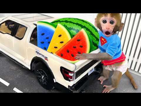 Monkey Baby Bon Bon drives a monster truck to harvest watermelon | Monkey Bon Bon drives a monste...