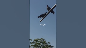 #قران_كريم(سورة ابراهيم) للشيخ علي جابر #fypシ゚viral #ارح_قلبك #لايك #السعودية #ارح_سمعك #fyp