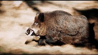 Кабаны. Редкая встреча. Wild Boars. Rare meeting.