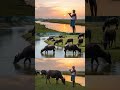 Village life #youtubeshorts #whowillbemylifepartnerta #duet #camel #lifeisbutadream