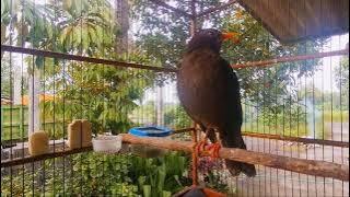 MASTERAN JALAK LAWU/ANIS GADING GACOR