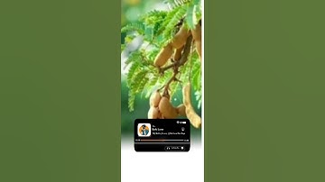 🥰🥰adivasi timli status editing 2023|timli status editing alight motion❣️ 2023🥰🥰