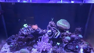 видео: подмен воды в морском аквариуме картинка: подмен воды в морском аквариуме