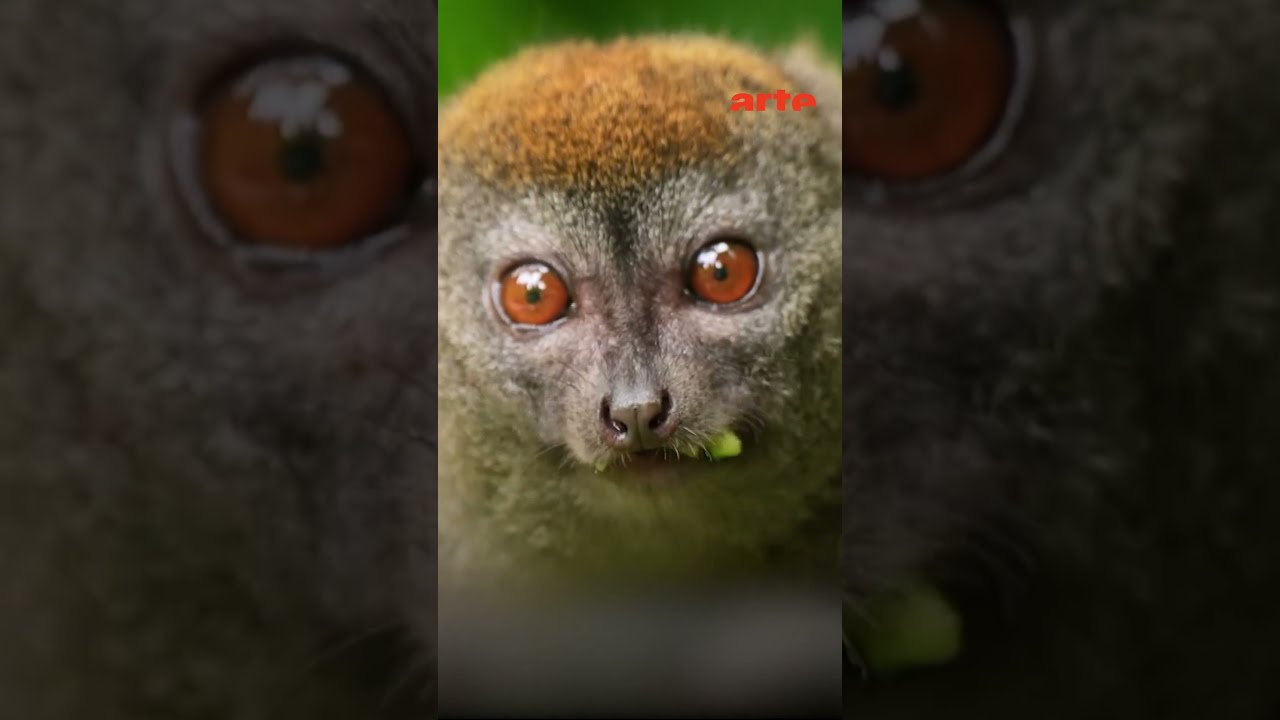 Pourquoi les lémuriens sont sacrés à Madagascar ? 🇲🇬
