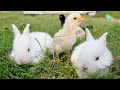 Discovering the Harmony of Rabbit, Grass, MURGI Chicken : Feathers, Piel y follaje | Fish Cutting