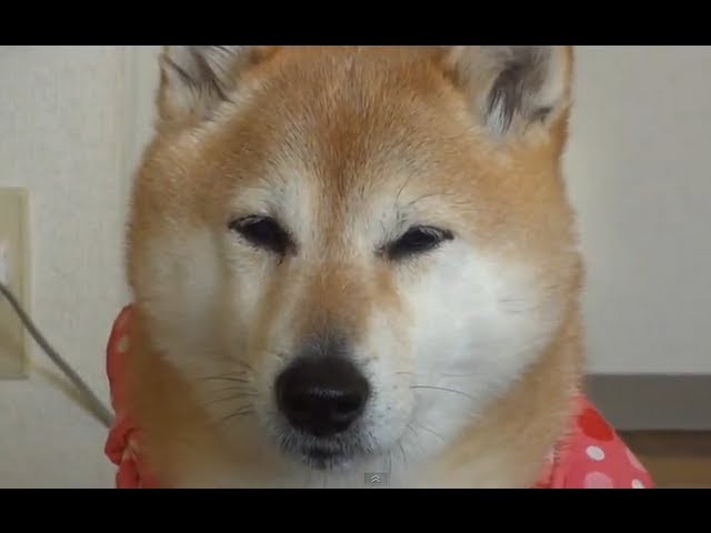 お腹すいたと知らせる犬 Shiba Inu かわいい柴犬動画 Youtube