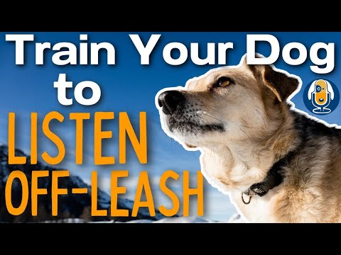Off Leash Listening Skills For Dogs Part 3: Training Steps #152 #podcast