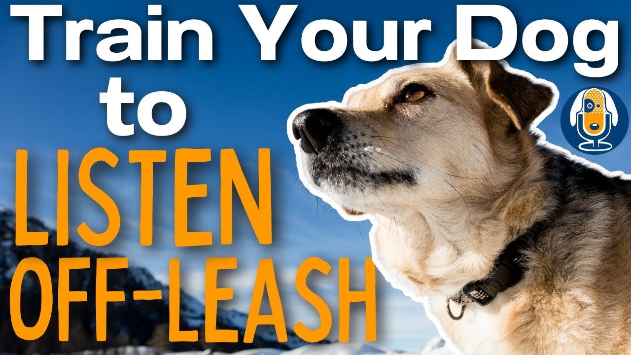 Off Leash Listening Skills For Dogs Part 3 Training Steps 152 