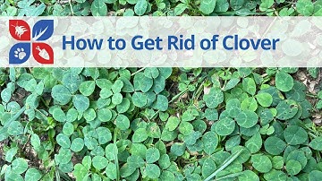 Clover Weed Control | DoMyOwn.com